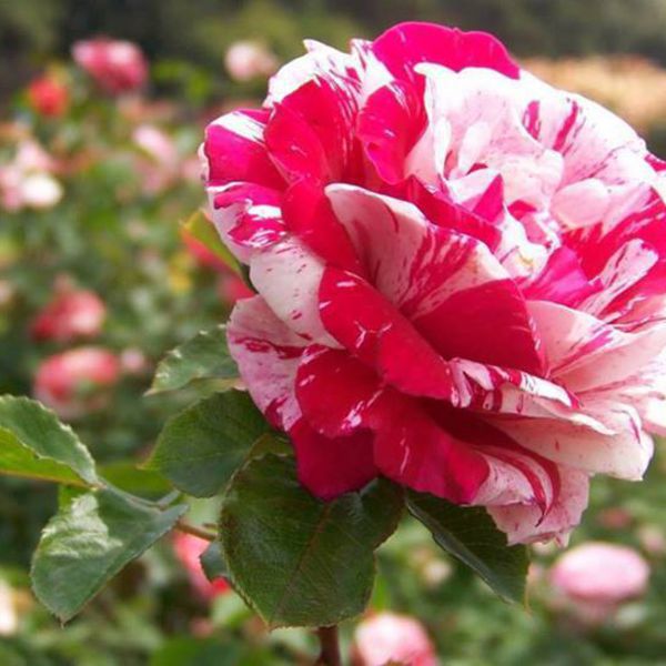 Кенди страйп image Кенди страйп Чайно-гибридные: Кенди страйп